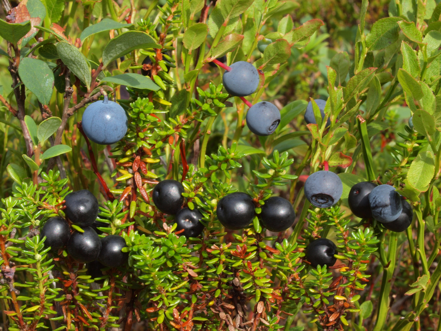 3 Arten nordische Beeren