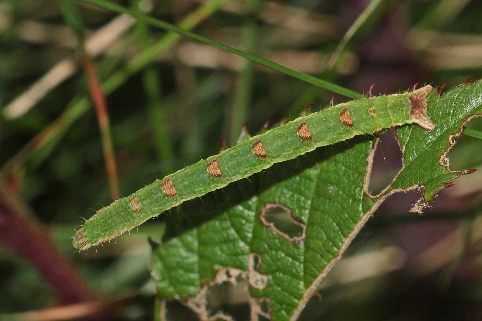 (3) Auch der Brombeer-Blattspanner (Mesoleuca albicillata) ...