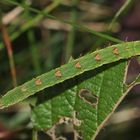 (3) Auch der Brombeer-Blattspanner (Mesoleuca albicillata) ...