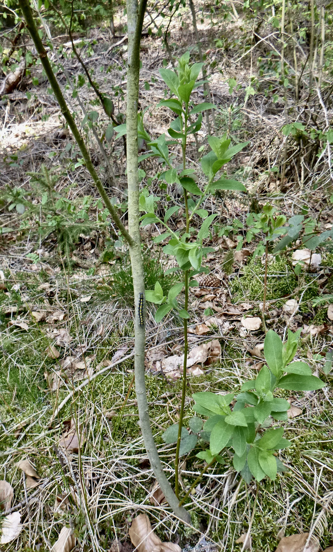 (3) Auch die Raupe des SCHÖNBÄRs (CALLIMORPHA DOMINULA) ...