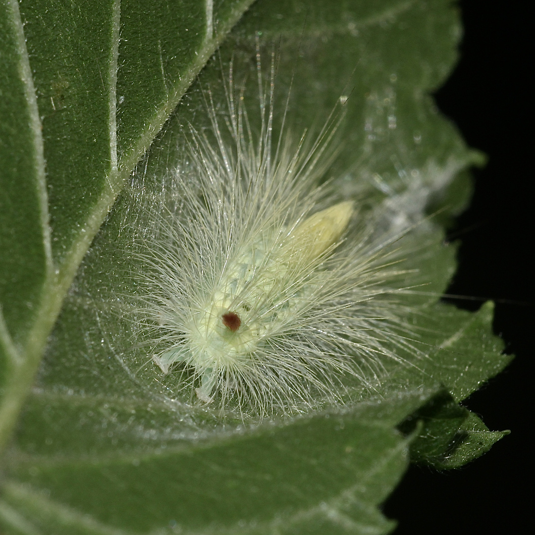 (3) Auch eine Jungraupe des Buchen-Streckfußes (Calliteara pudibunda) ...