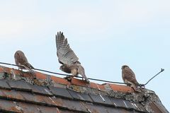 3 auf 1 Streich