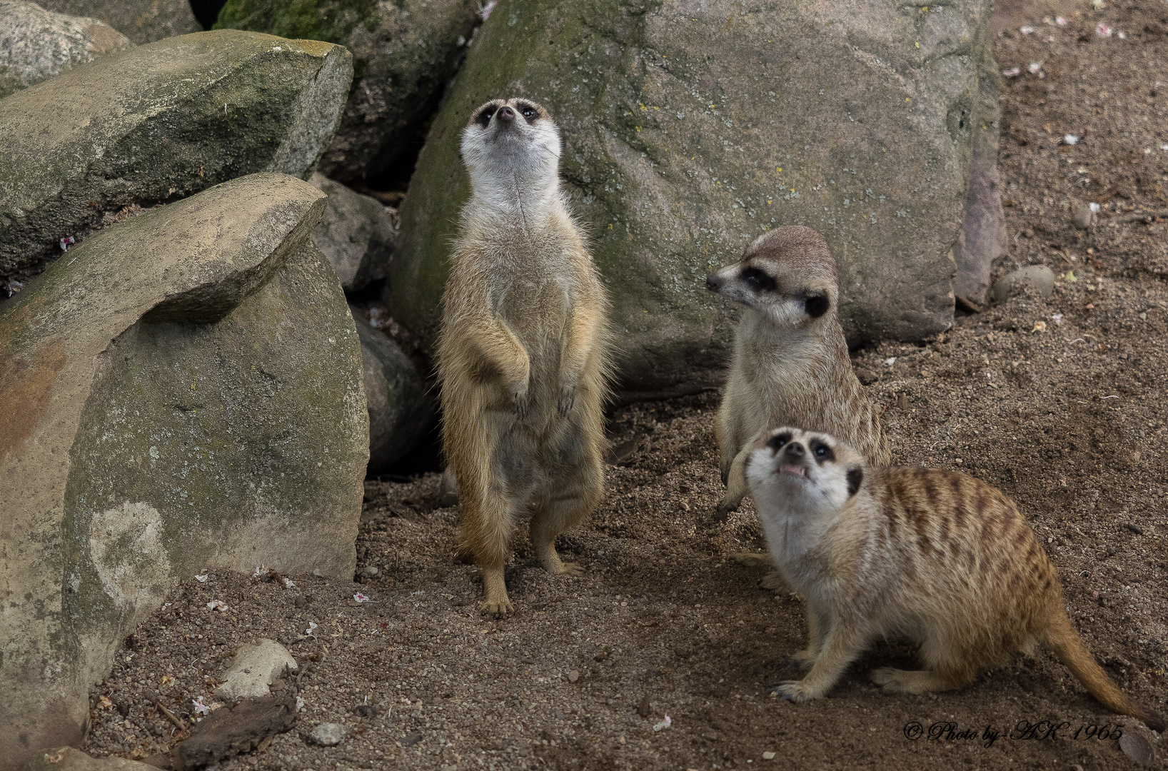 3 auf der Wacht