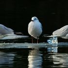 " 3 auf einem Floß"