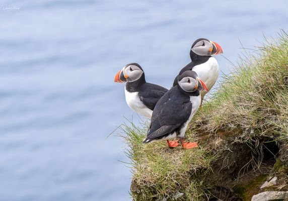 3 auf einen Streich - Papageientaucher in Island