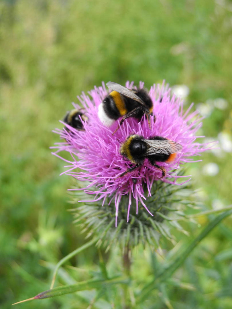 3 auf einer Distel