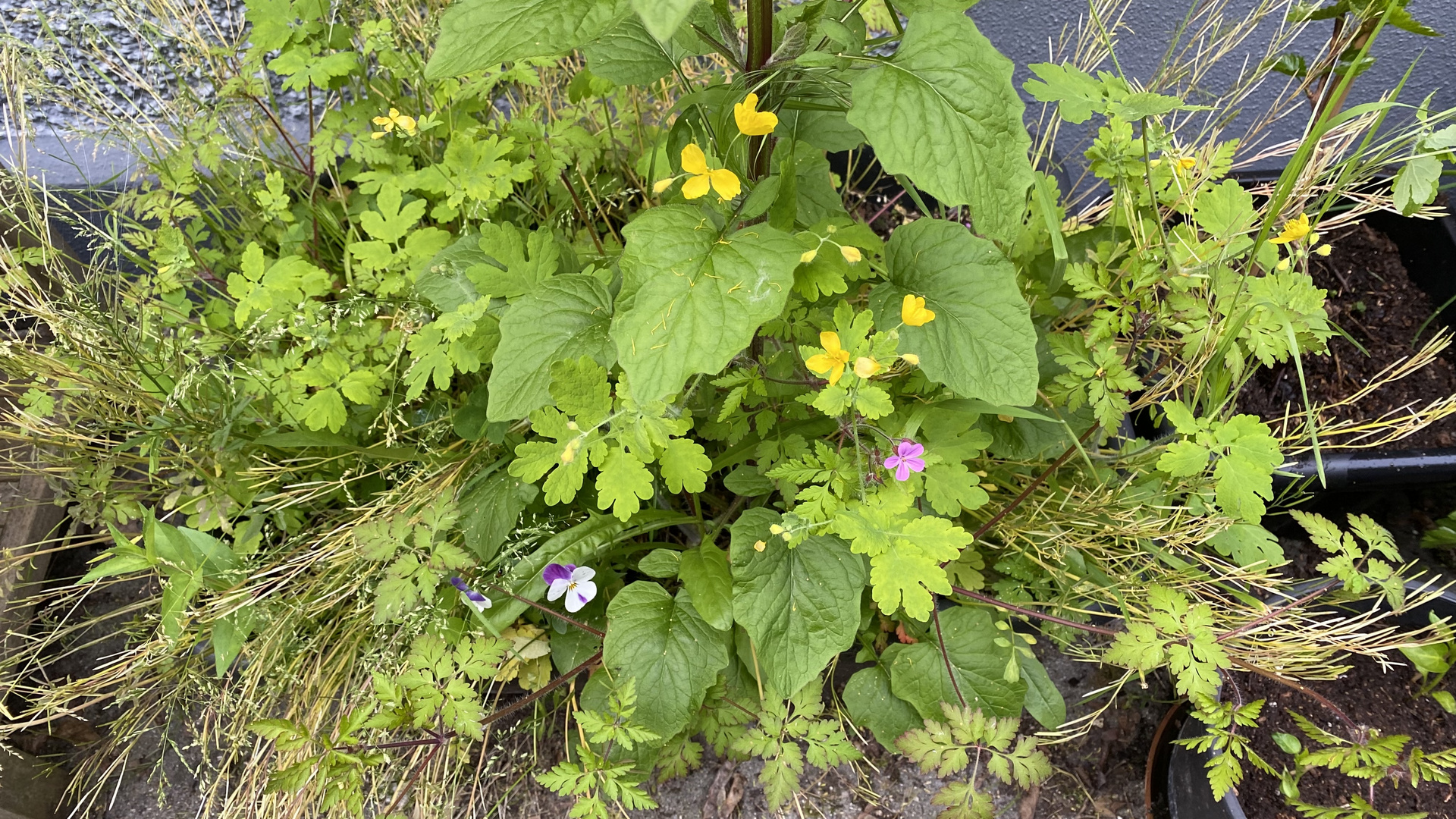 (3) Auflösung des Feierabendrätsels vom 7.6.2023: Cardamine hirsuta, ...