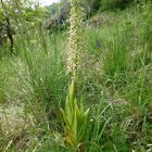 (3) Auflösung des letzten Wochenendrätsels: Die BOCKS-RIEMENZUNGE (HIMANTOGLOSSUM HIRCINUM))