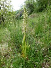 (3) Auflösung des letzten Wochenendrätsels: Die BOCKS-RIEMENZUNGE (HIMANTOGLOSSUM HIRCINUM))