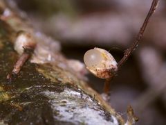 (3) Auflösung des Mittwochabend-Rätsels von gestern: Der Gemeine Kugelwerfer ...