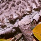 (3) Auflösung des Samstagsrätsels: Der Strubbelkopf(-Röhrling), Strobilomyces strobilaceus