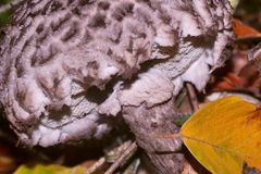 (3) Auflösung des Samstagsrätsels: Der Strubbelkopf(-Röhrling), Strobilomyces strobilaceus