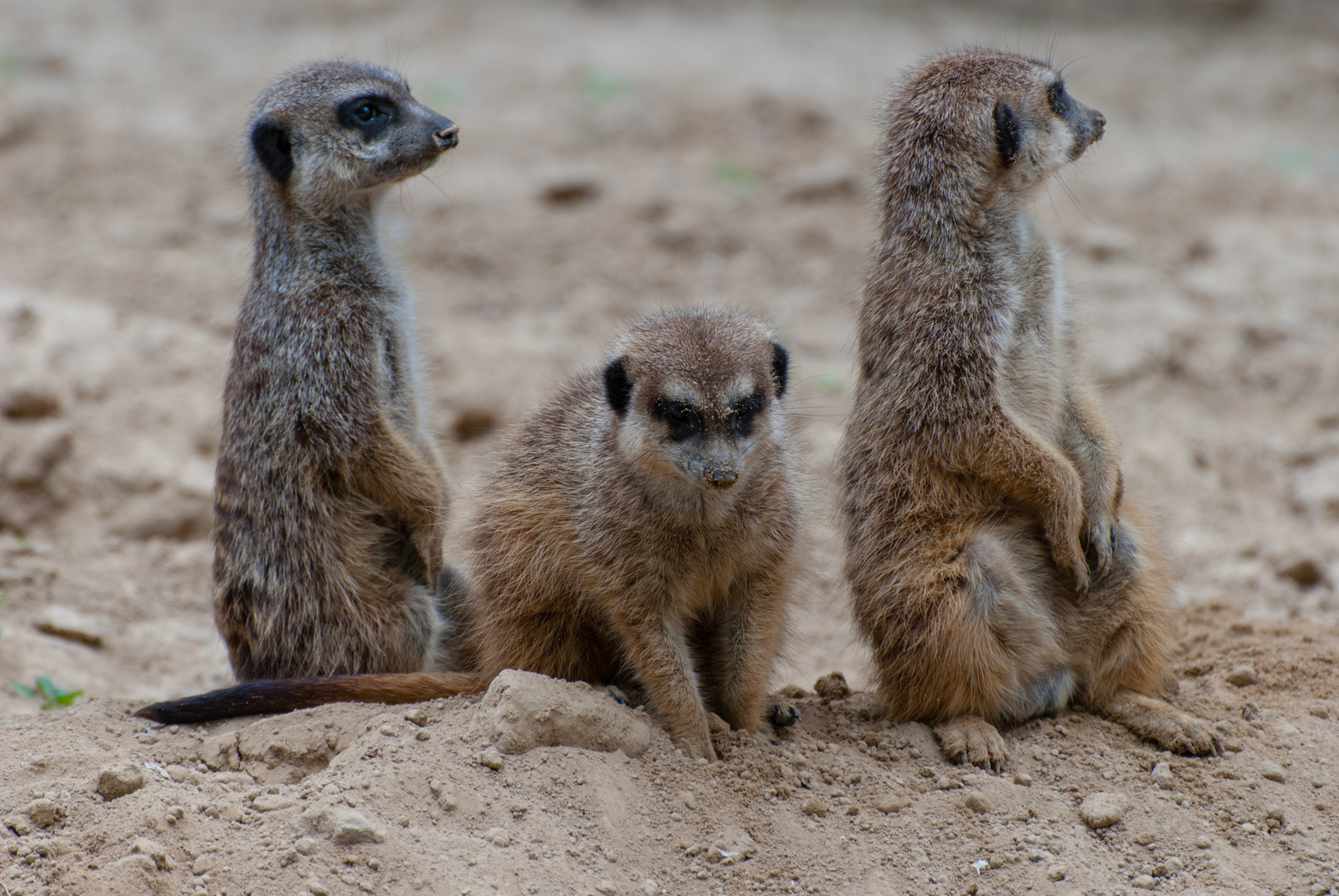 3 aus dem Sand