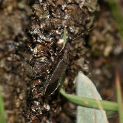 (3) Aus der Familie der Wolfsmilchwanzen (Stenocephalidae) ...