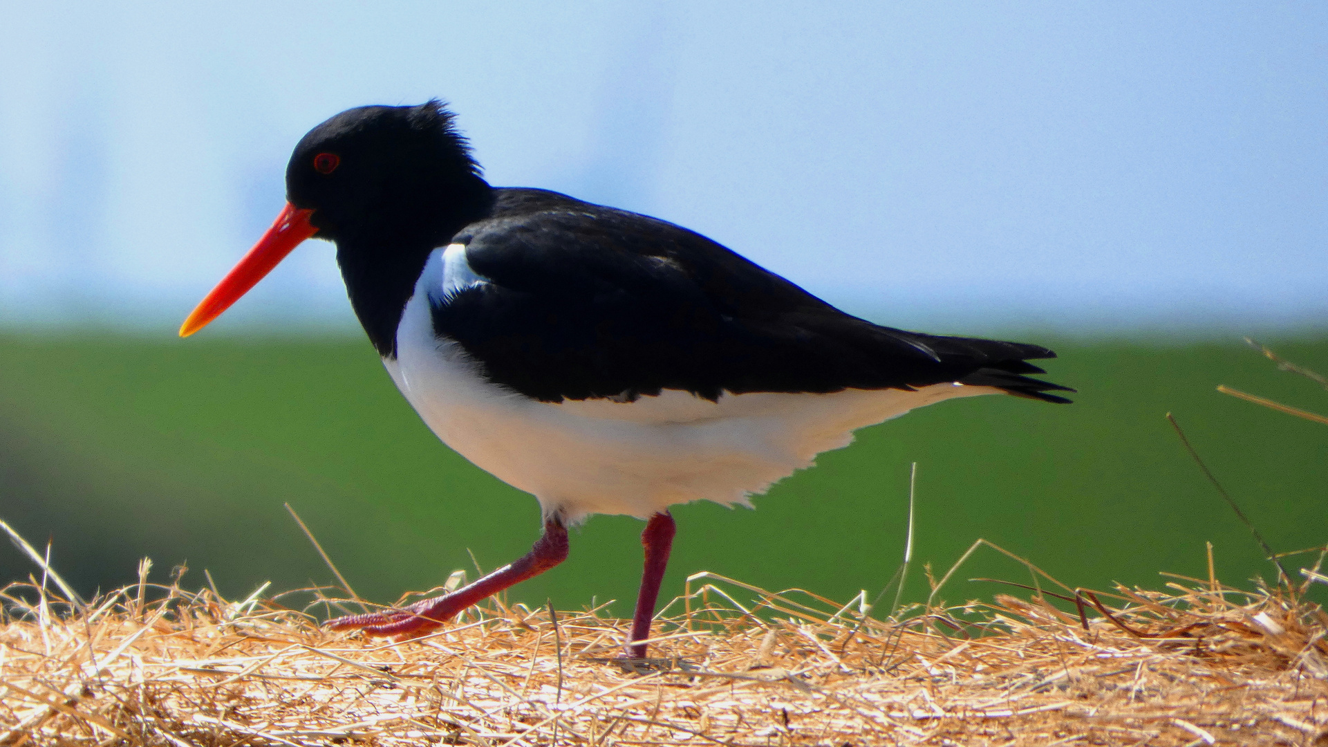 (3) Austernfischer (Haematopus ostralegus)