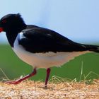 (3) Austernfischer (Haematopus ostralegus)