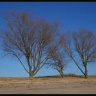 3 Bäume am Strand