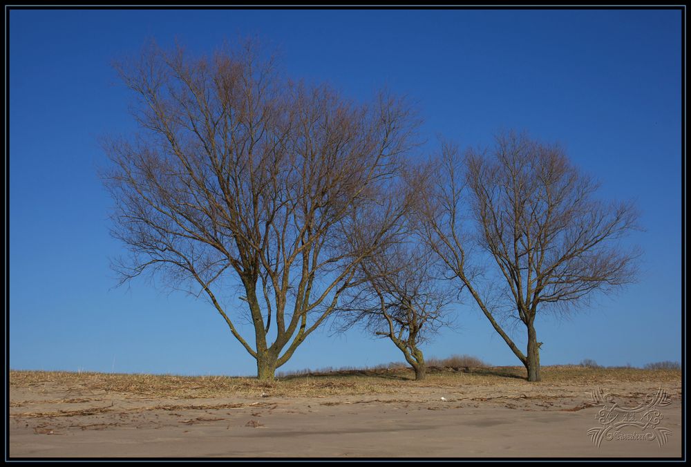 3 Bäume am Strand