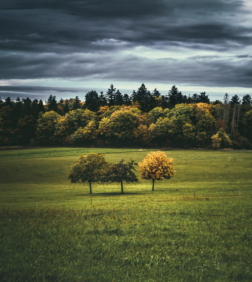 3 Bäume im Herbst