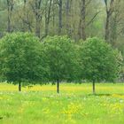 3 Bäume in Blüte in Aulendorf