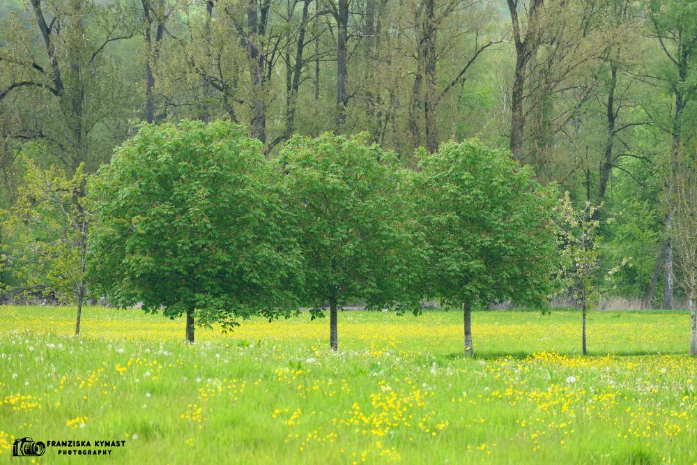 3 Bäume in Blüte in Aulendorf