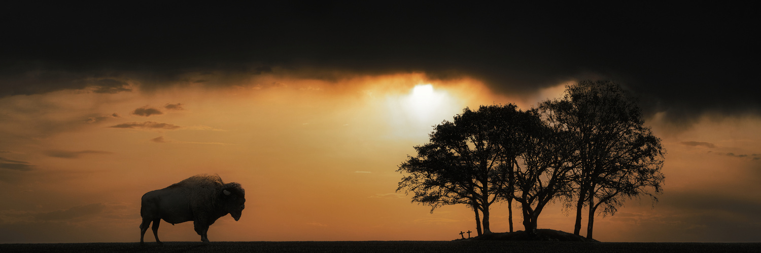 3 Bäume mit Bison Foto & Bild natur, digiart, landschaft Bilder auf