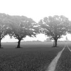 3 Bäume Weg im Morgennebel