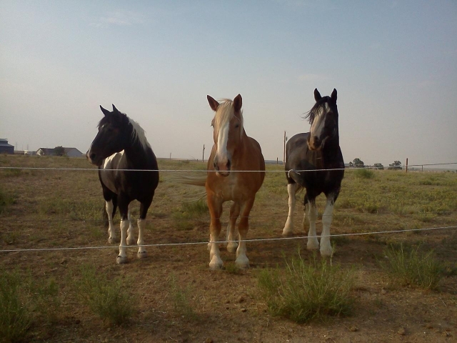 3 Beautiful Horses