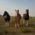 3 Beautiful Horses