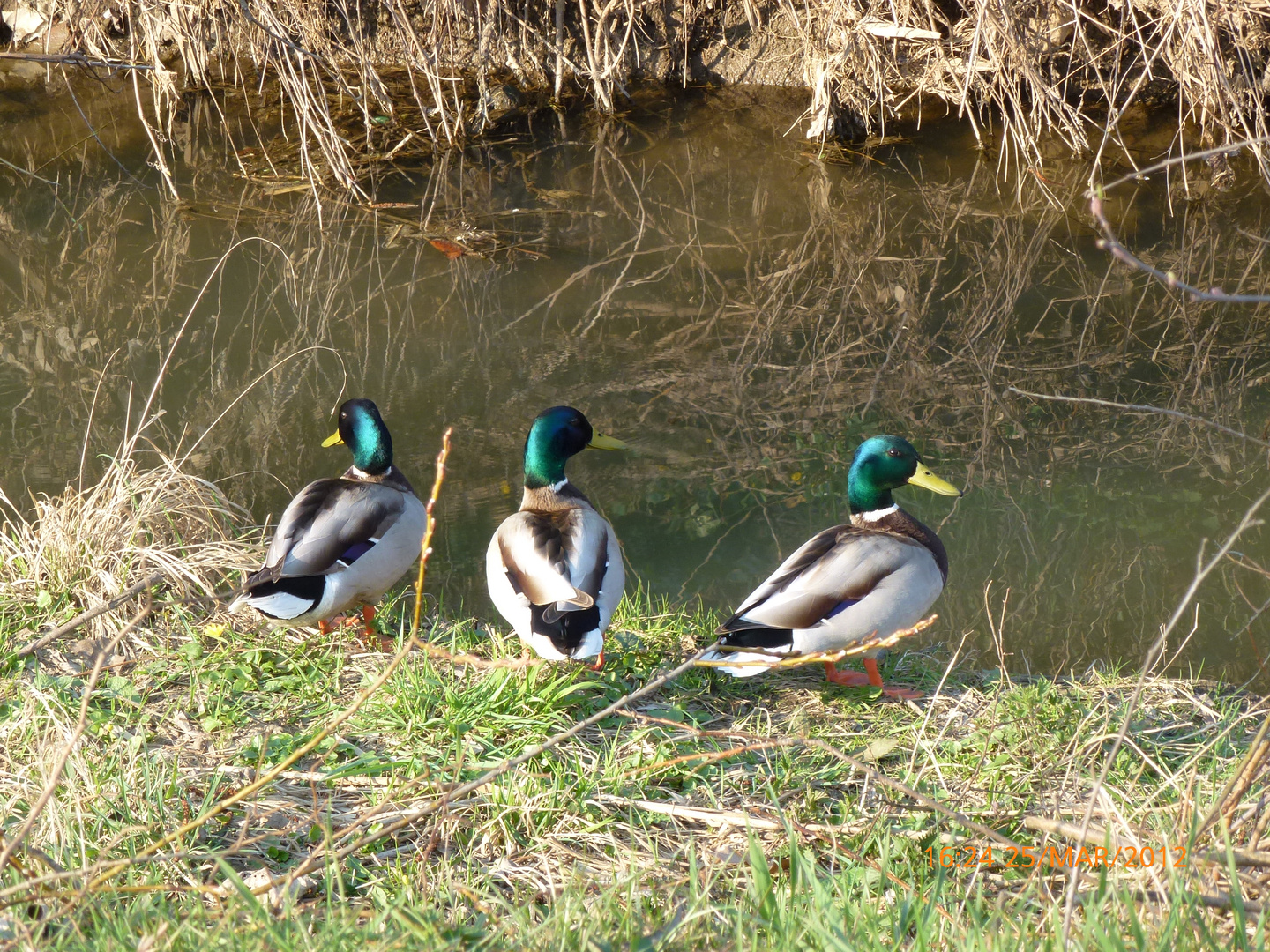 3 beaux mâles.