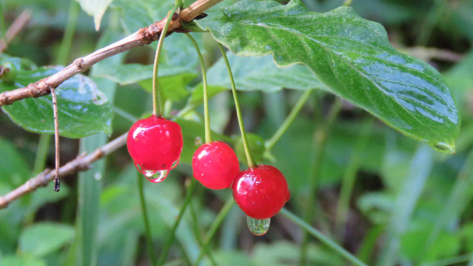 3 Beeren nach dem Regen...