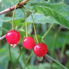 3 Beeren nach dem Regen...