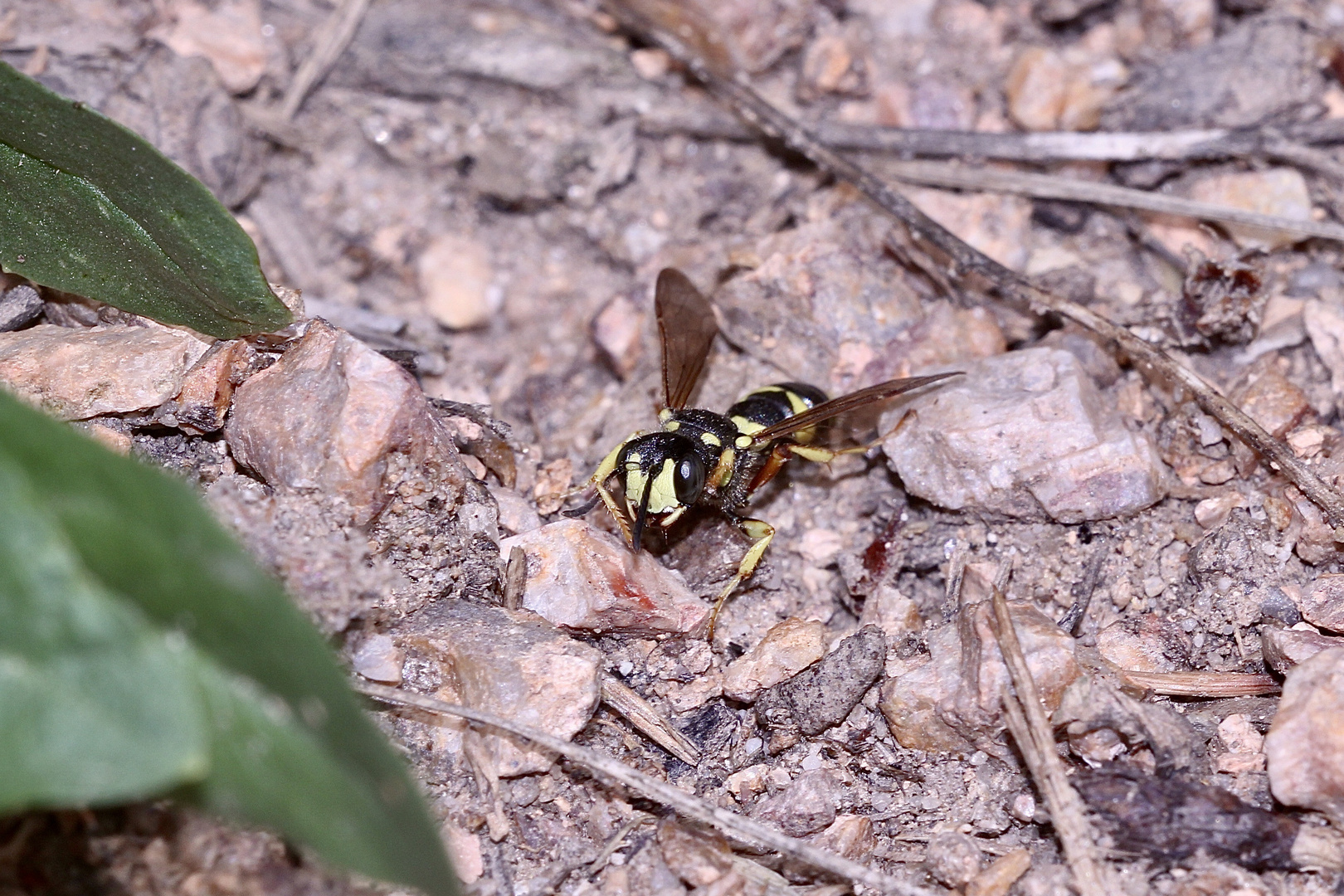 (3) "Beifang" aus der Wildbienenkolonie in Neukappl/Opf., Sommer 2019