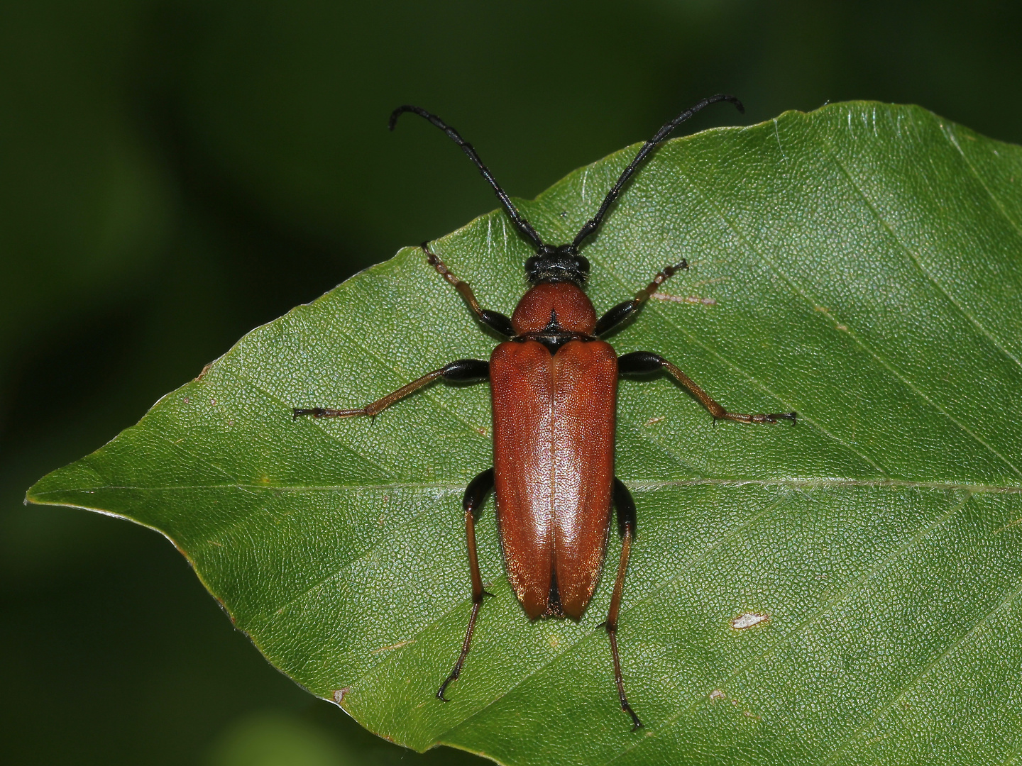 (3) Beim ROTHALSBOCK (STICTOLEPTURA RUBRA) ...