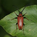 (3) Beim ROTHALSBOCK (STICTOLEPTURA RUBRA) ...