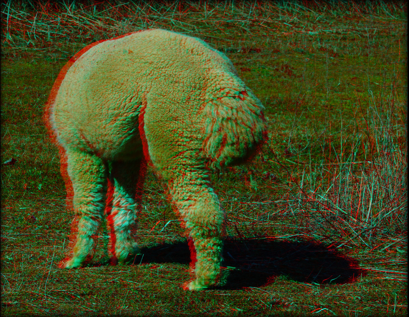 3 Beine, kein Kopf - seltsames Vieh  (3D-ANA)