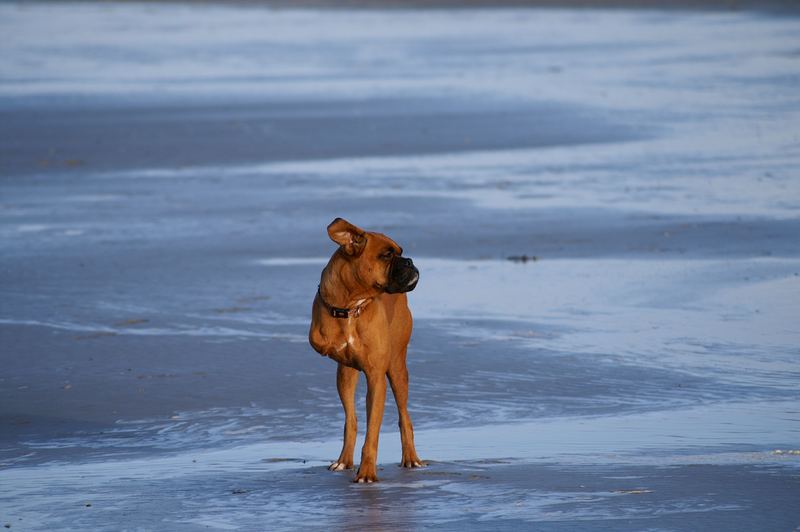 3 Beiniger Boxer am Strand von Büsum