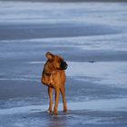 3 Beiniger Boxer am Strand von Büsum