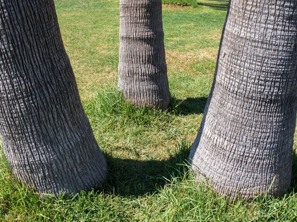 3-beiniger Elefant... oder doch nur eine Palme