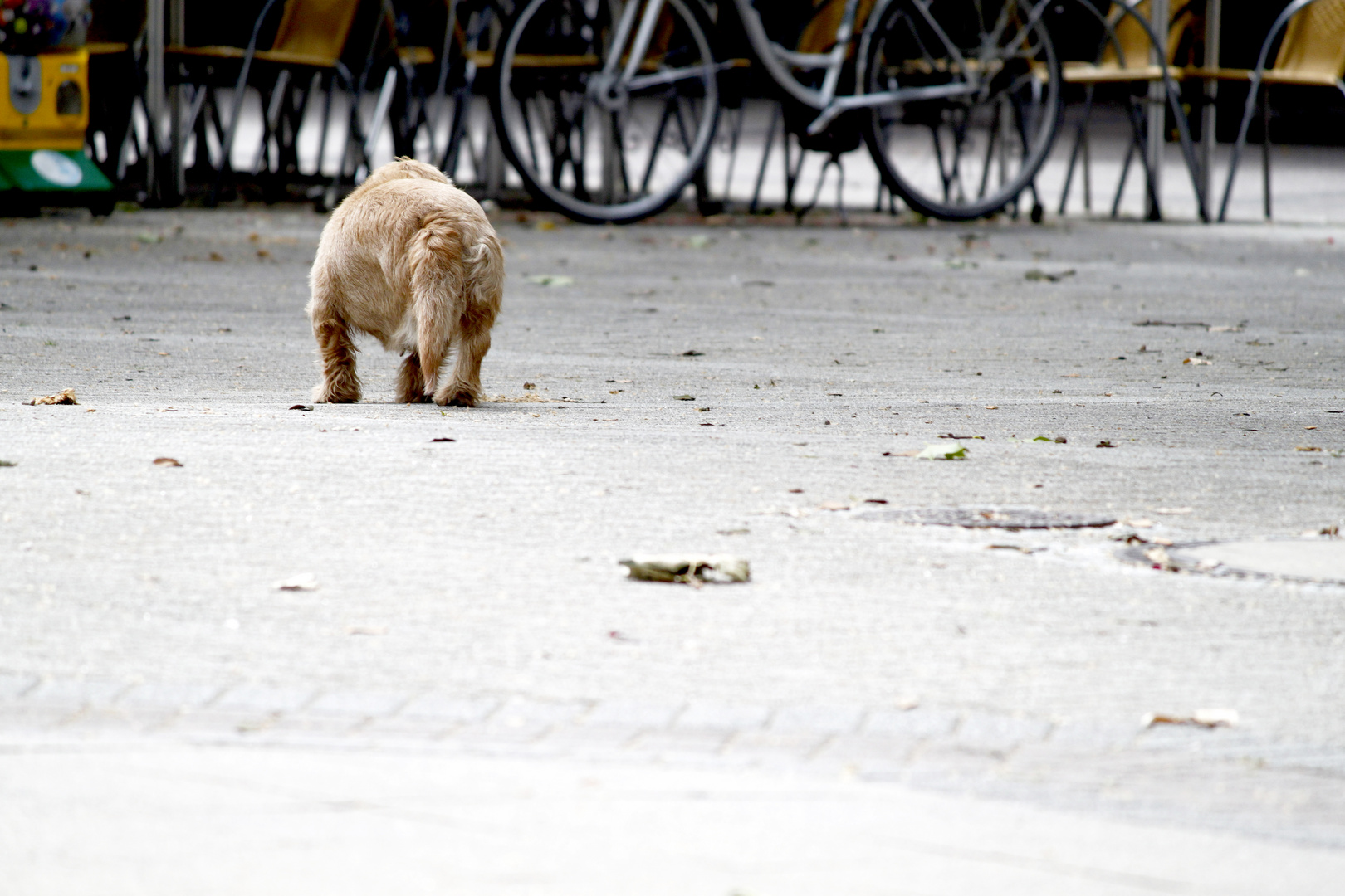 3 beiniger hund