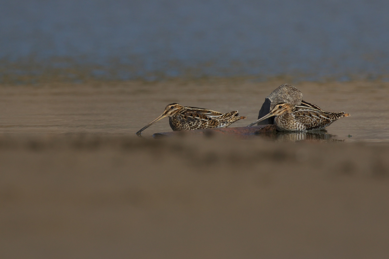 3 Bekassinen ( Gallinago gallinago)