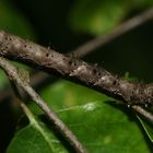 (3) Bestens getarnt - die Raupe des Schneespanners (Phigalia pilosaria)