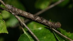 (3) Bestens getarnt - die Raupe des Schneespanners (Phigalia pilosaria)