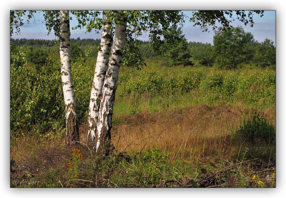 3 Birken in der Heide