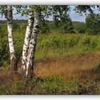 3 Birken in der Heide