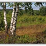 3 Birken in der Heide