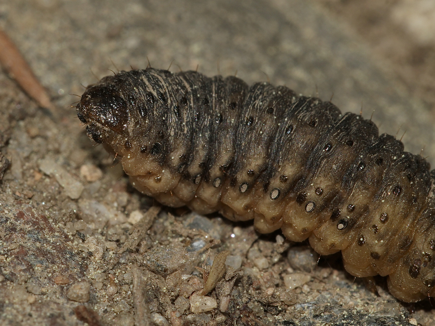 (3) Bitte wieder um Eure Mithilfe! Raupe eines Weidenbohrers (Cossus cossus)? Nein!***