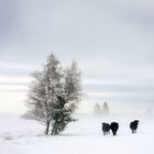 3 black cows 