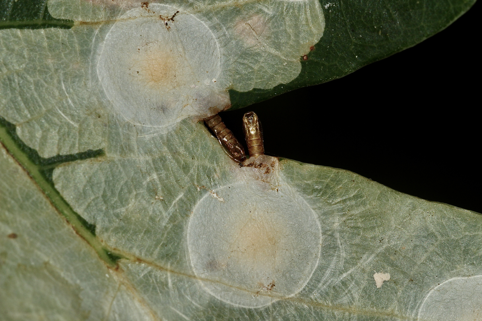 (3) Blattminen - Tischeria ekebladella / M. Hering ...