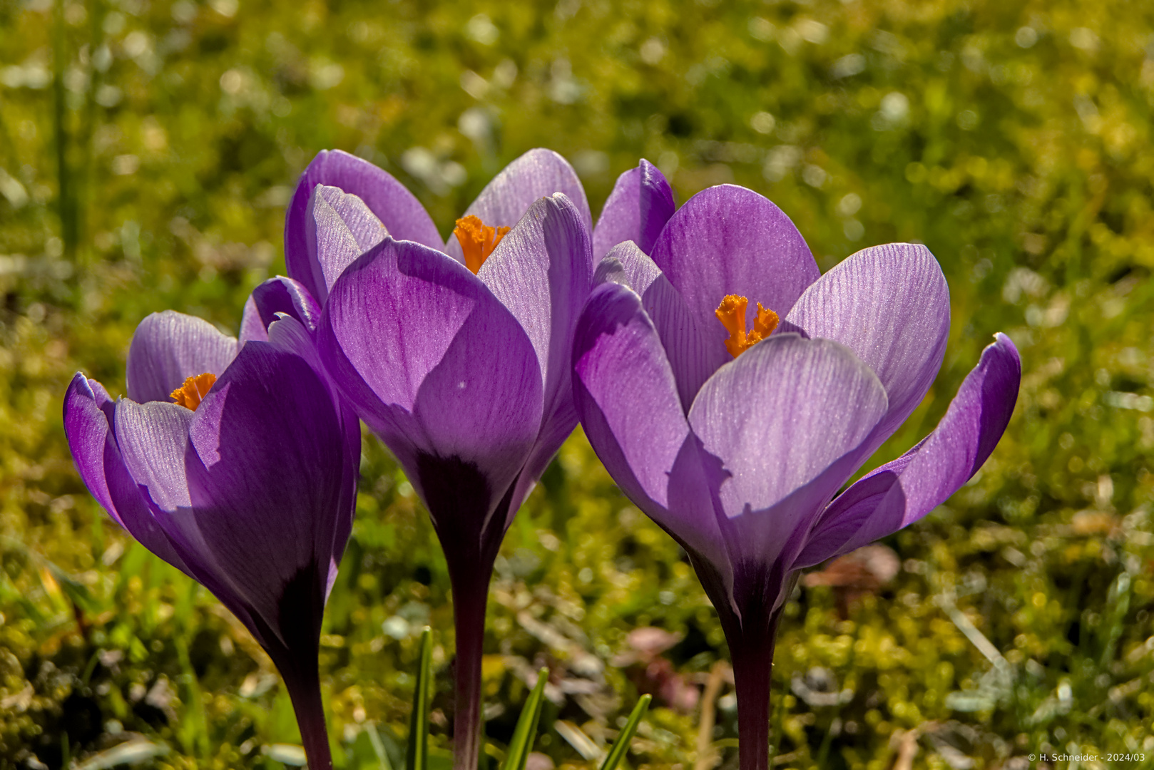 3 blaue Brüder ...